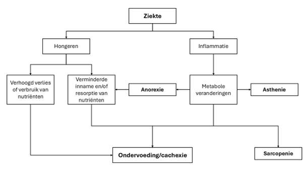 rl_PZ_bij_verminderde_eetlust_2026_fig_1_mechanismen-(1).png rl_PZ_bij_verminderde_eetlust_2026_fig_1_mechanismen-(1).png