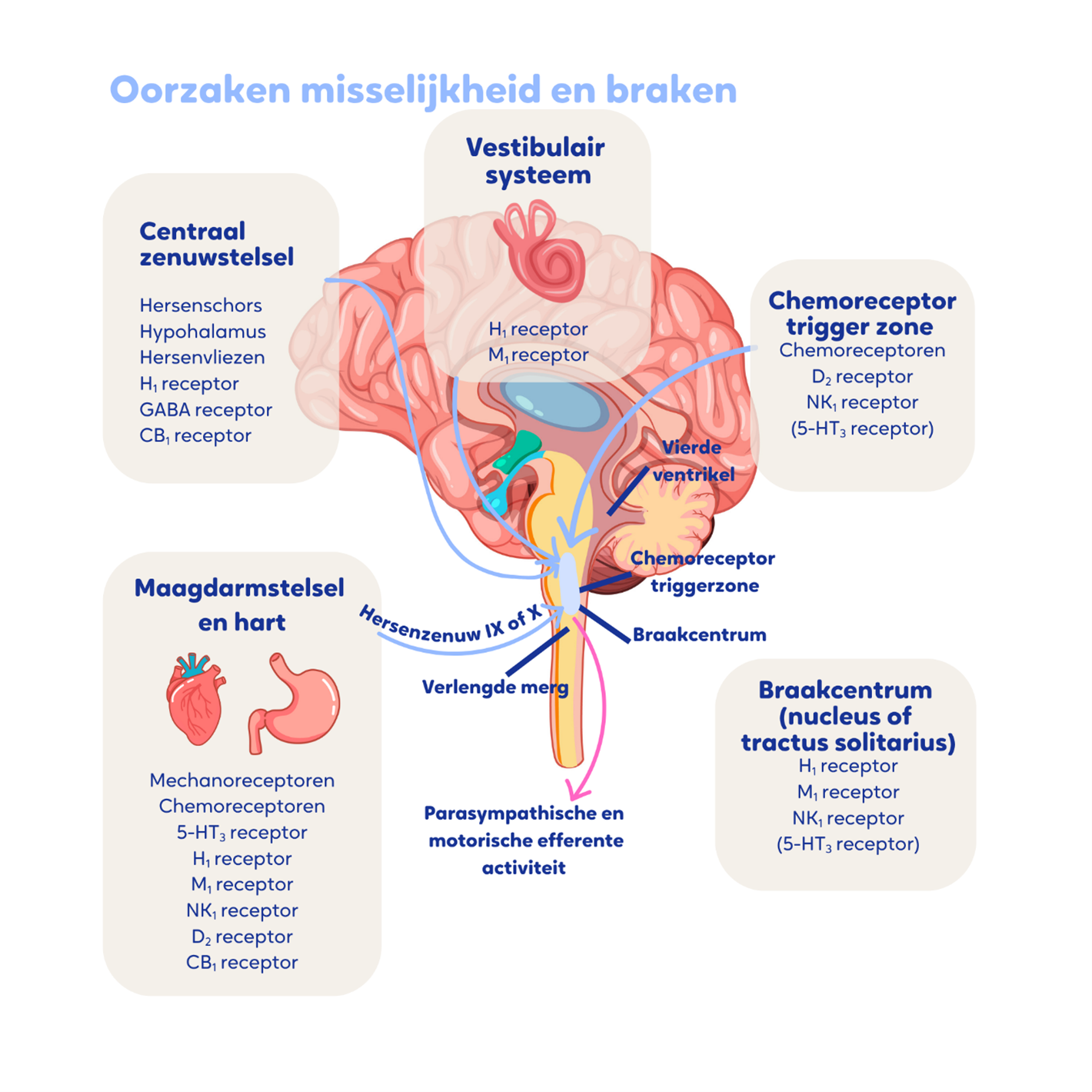 Figuur_1_Neurofysiologische_mechanisme_van_misselijkheid_en_braken_richtlijn_misselijkheid_en_braken-(1).png Figuur_1_Neurofysiologische_mechanisme_van_misselijkheid_en_braken_richtlijn_misselijkheid_en_braken-(1).png